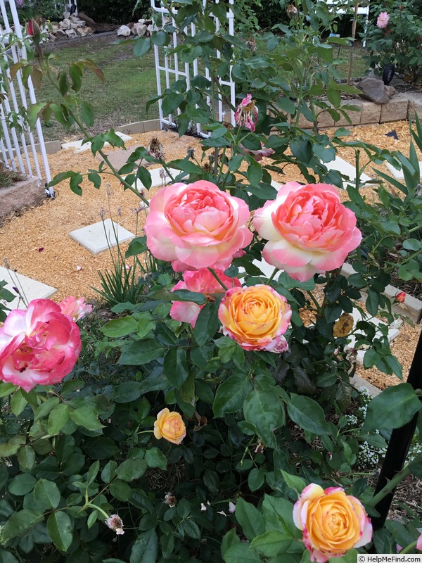 'Summer Glow' rose photo