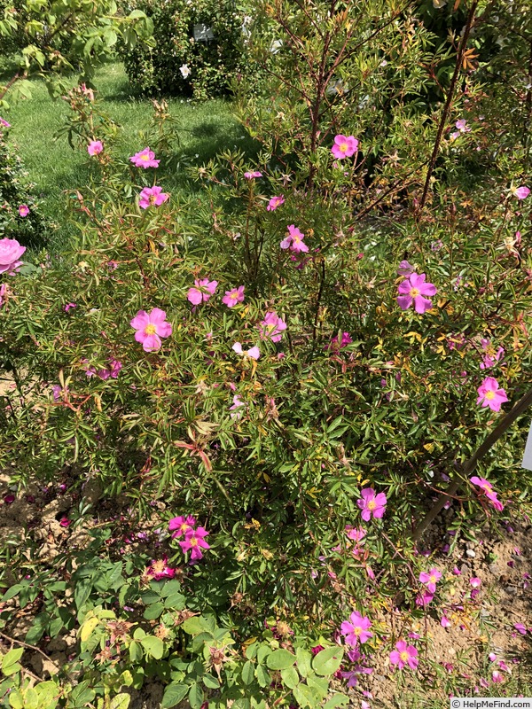 'Fonita' rose photo