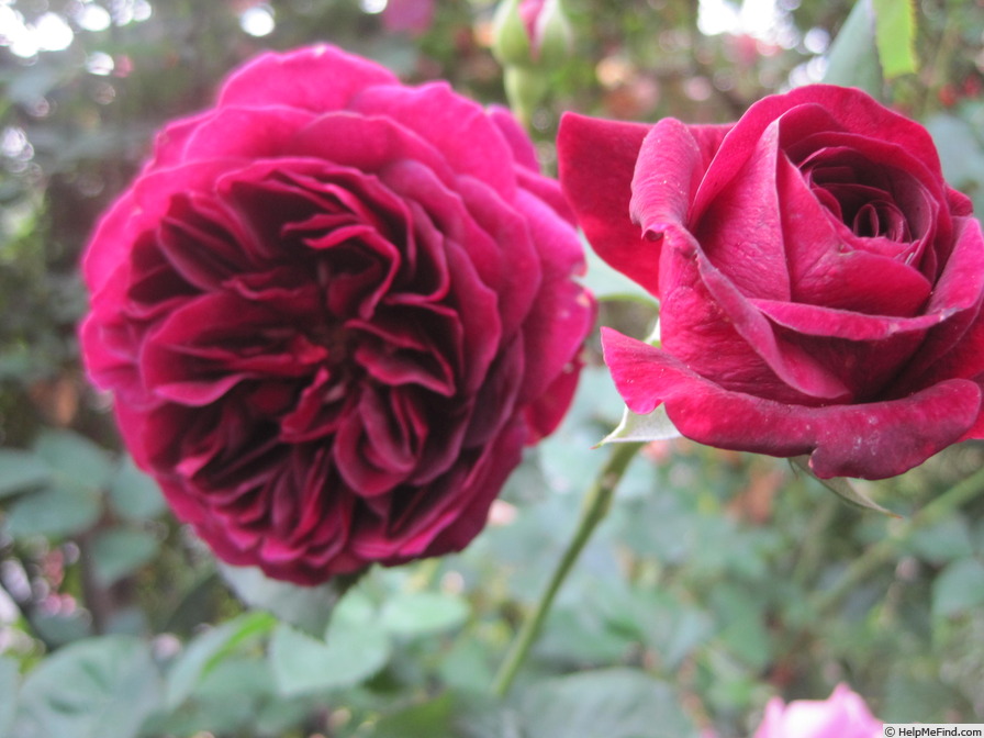 'Tradescant' rose photo