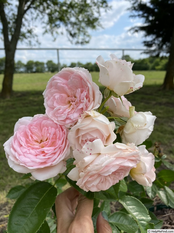'Sweet Rose of Mine' rose photo