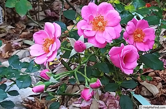 'Bee's Paradise ® Pink' rose photo