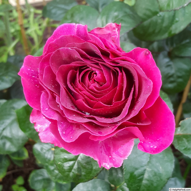 'Timeless Purple' rose photo