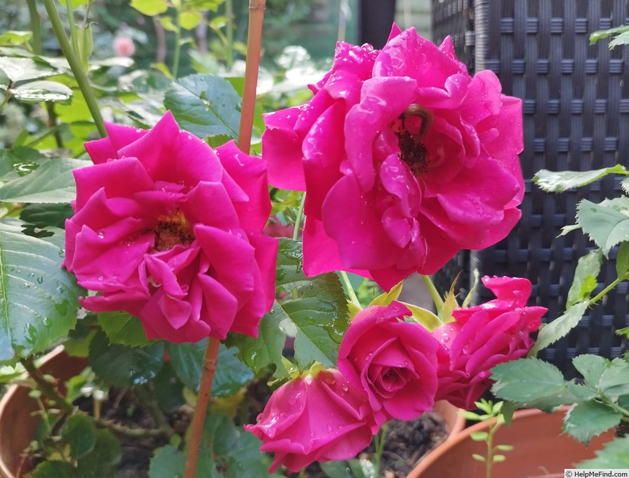 'Pasillo™' rose photo