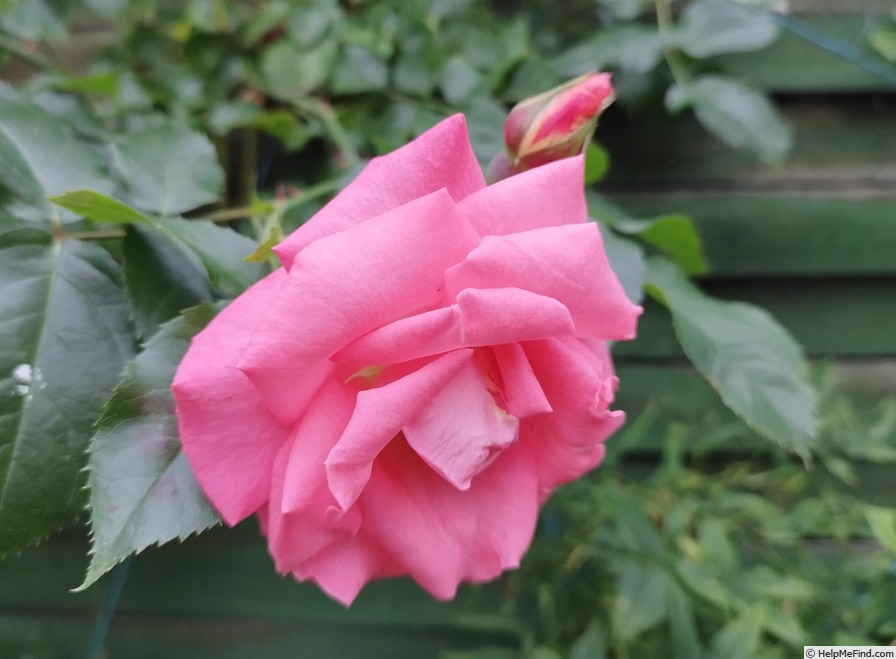 'Alfresco' rose photo