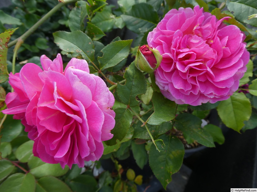 'Gabriel Oak ™' rose photo