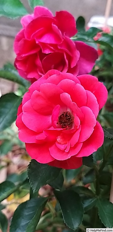 'Kadora ®' rose photo