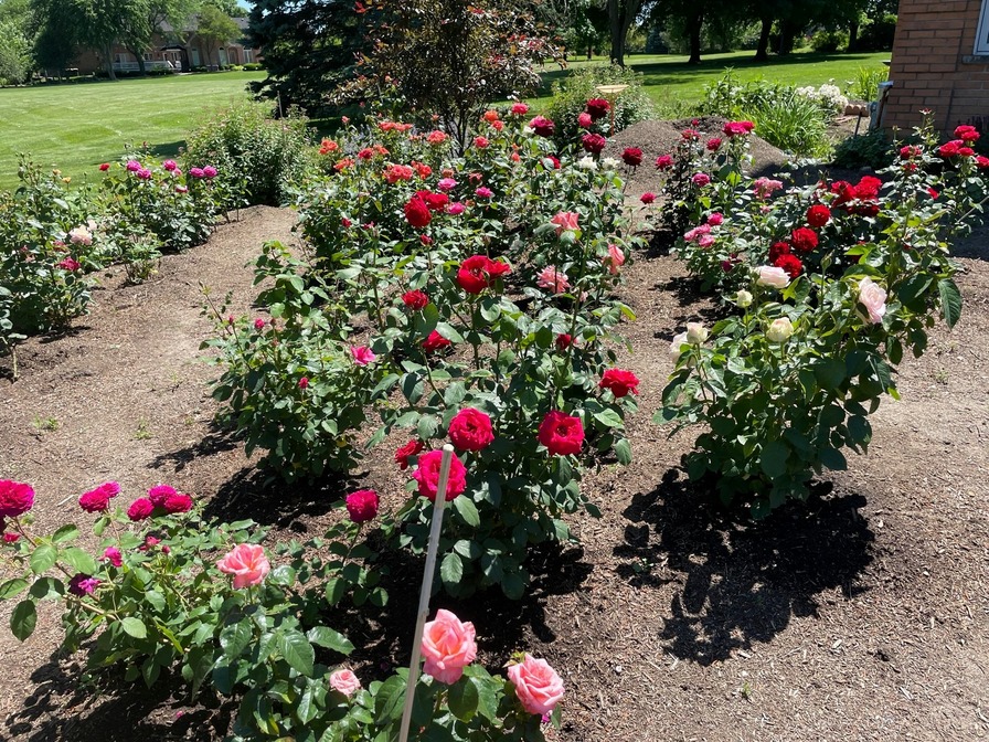 'Mark's Rose Garden - Front of House with Eastern Exposure'  photo