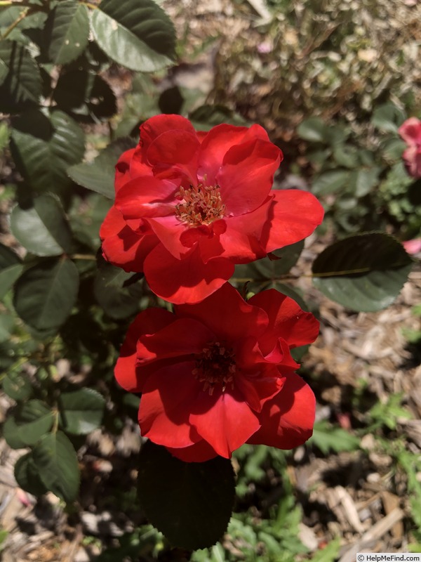 'Prairie Flame' rose photo