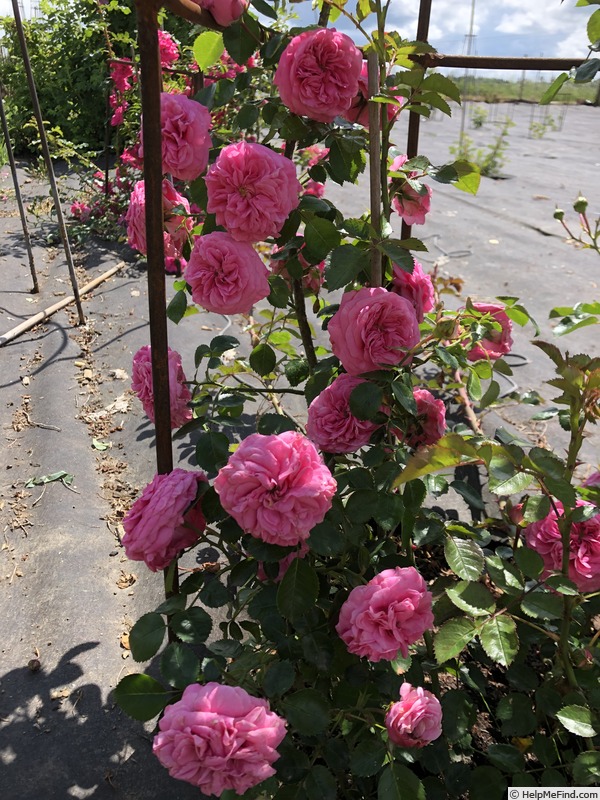 'AKA 226-19.1' rose photo