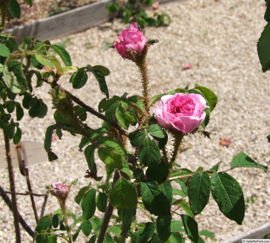 'Sans sépales' rose photo