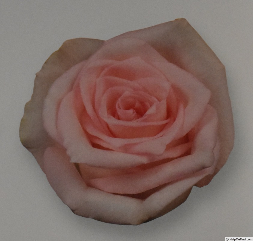 'Flamingo ® (florists' rose, Kordes, 2013)' rose photo