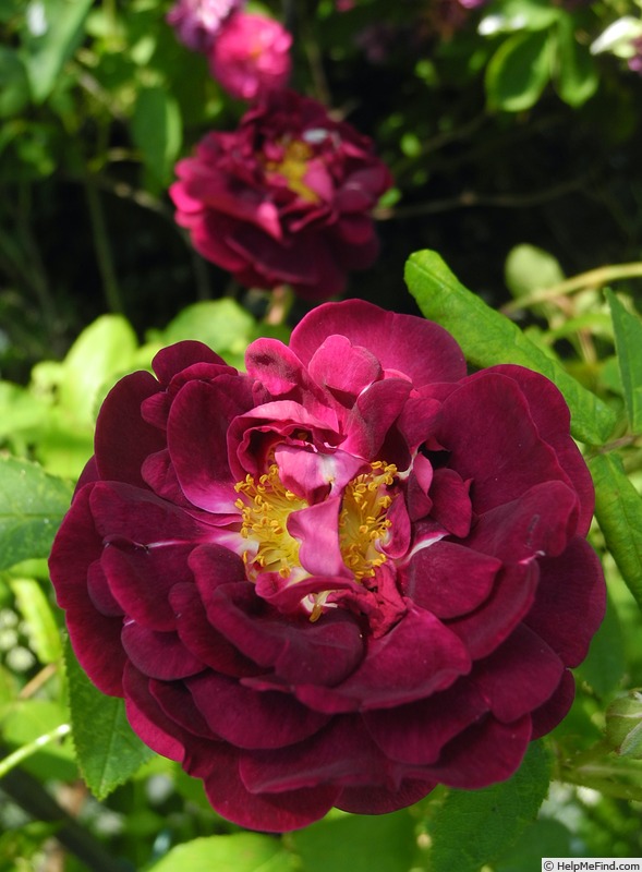 'Tuscany (Gallica, Unknown, before 1819)' rose photo