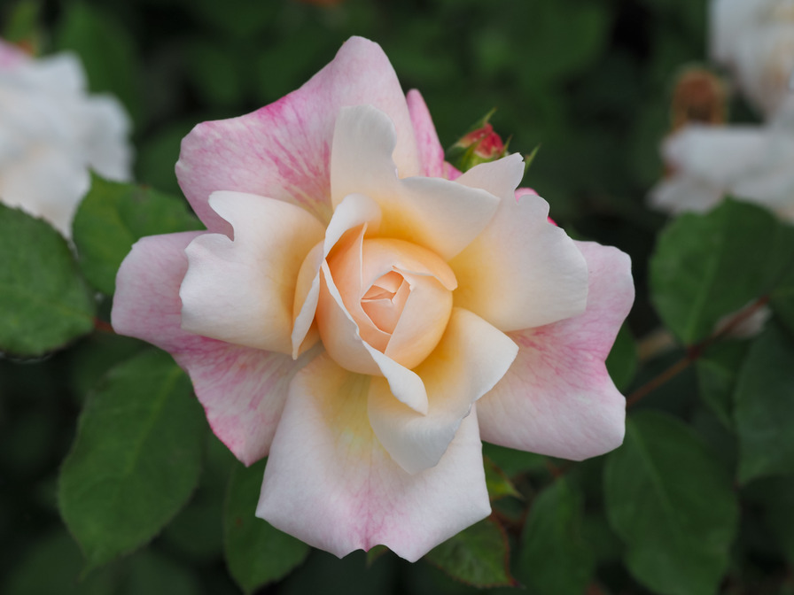 'Gruss an Aachen (Hybrid Tea, Hinner, 1909)' rose photo