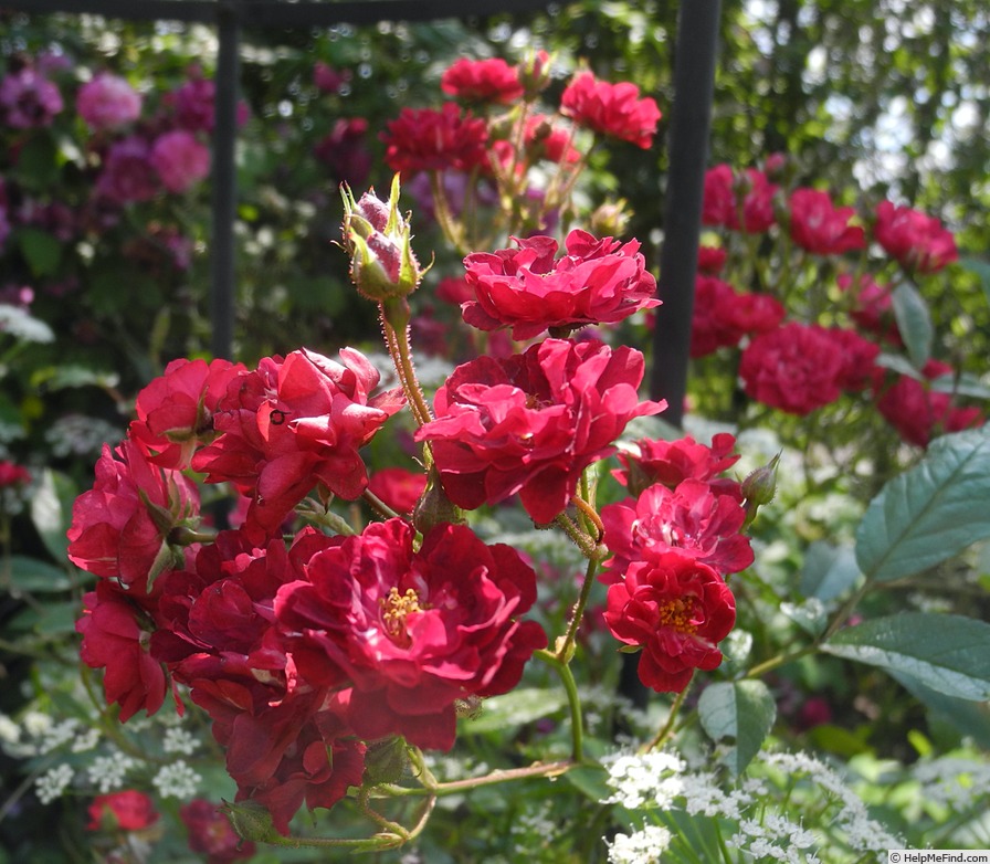 'Climbing Alberich' rose photo