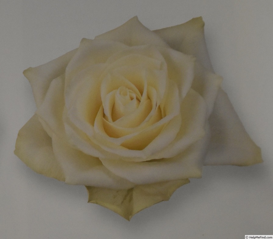'KORteta' rose photo