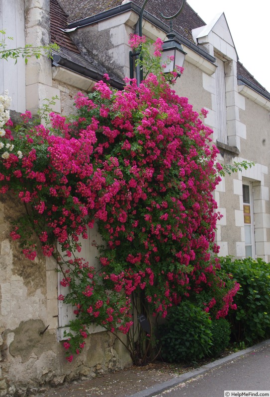 'Maria Lisa' rose photo