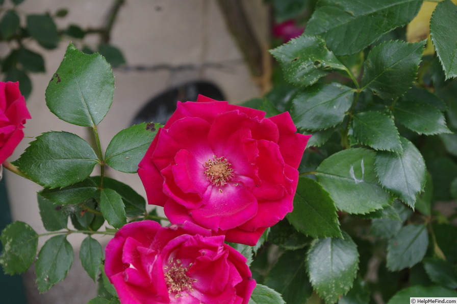 'Guirlande Fleurie' rose photo