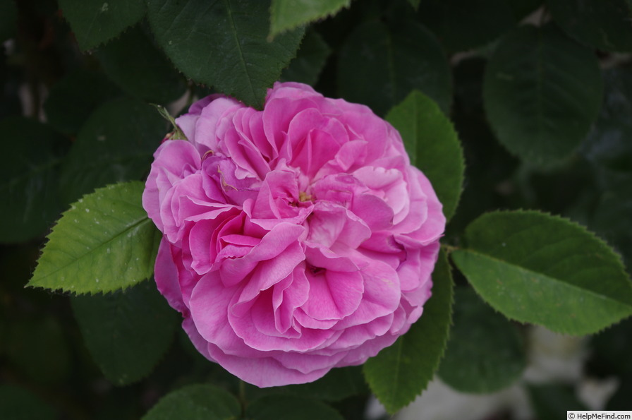 'Baronne Prévost (Hybrid Perpetual, Desprez, 1841)' rose photo