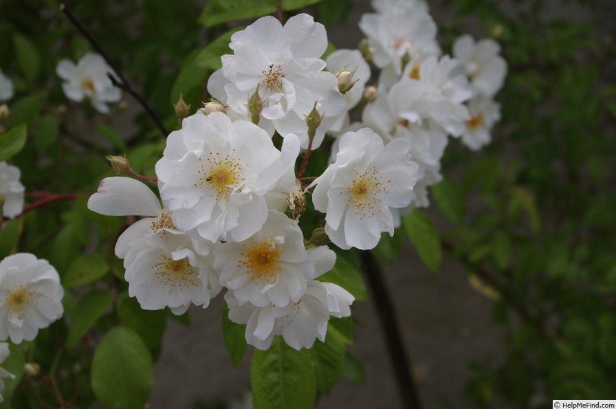 'Bobbie James' rose photo