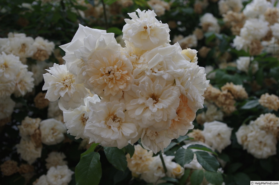 'Alister Stella Gray (noisette, Gray 1894)' rose photo