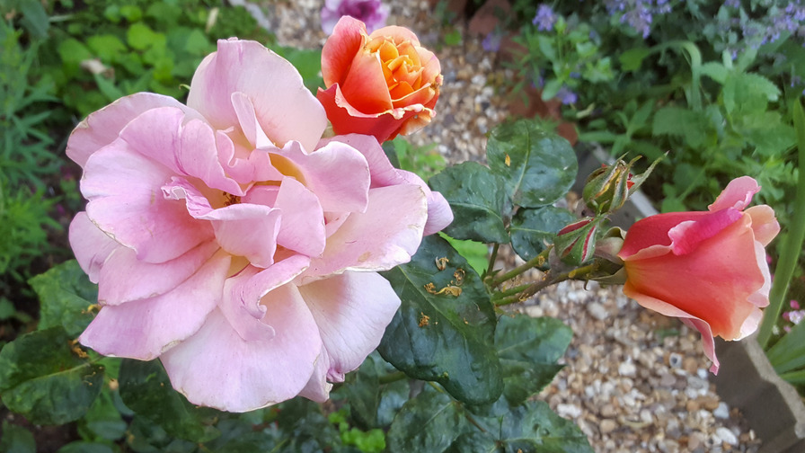 'Autumn' rose photo