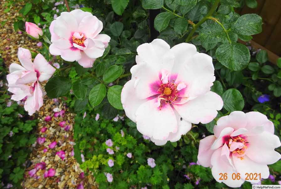 'Chawton Cottage ®' rose photo