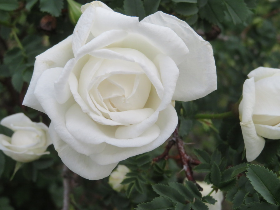 'Beauty of Dropmore' rose photo
