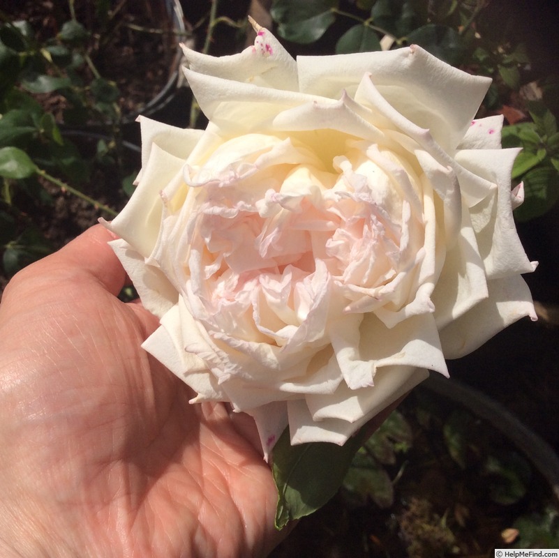 'The Bride (tea, May, 1885)' rose photo