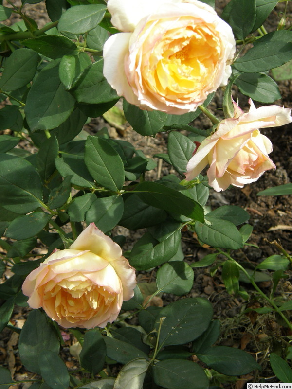 'Well-Being' rose photo