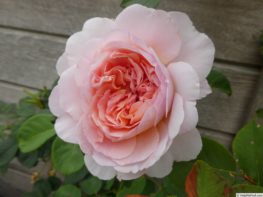 'Eustacia Vye ™' rose photo