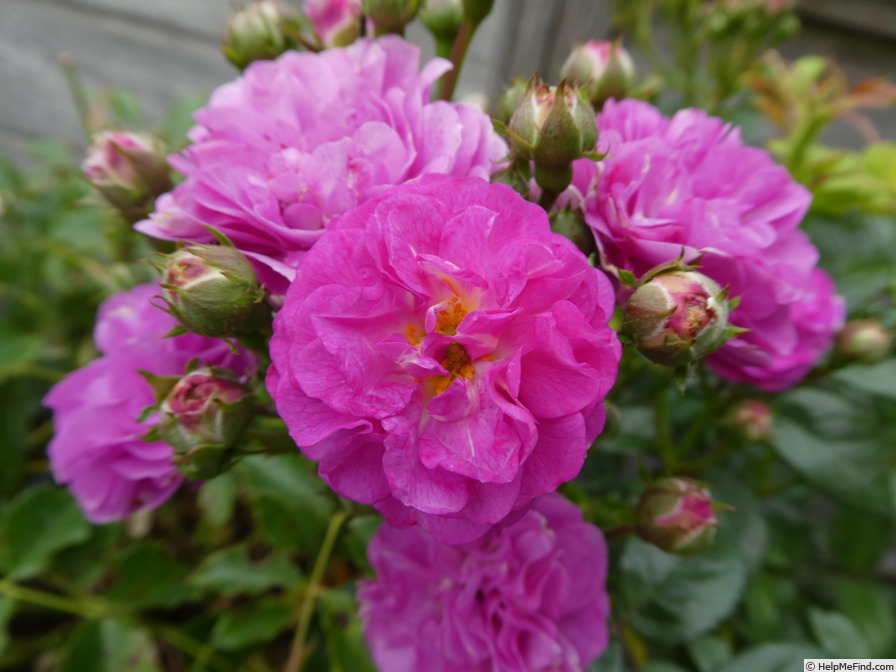 'Allevia ®' rose photo