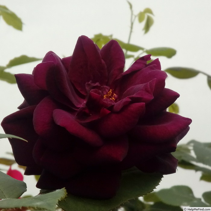 'Black Moon' rose photo