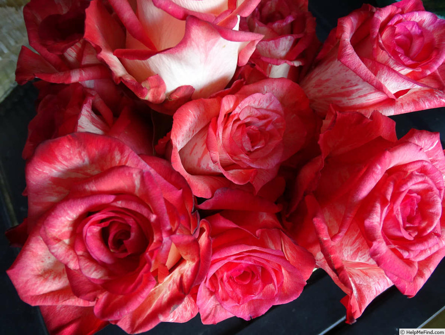 'High & Twinkle' rose, click to enlarge 'High & Twinkle' rose photo