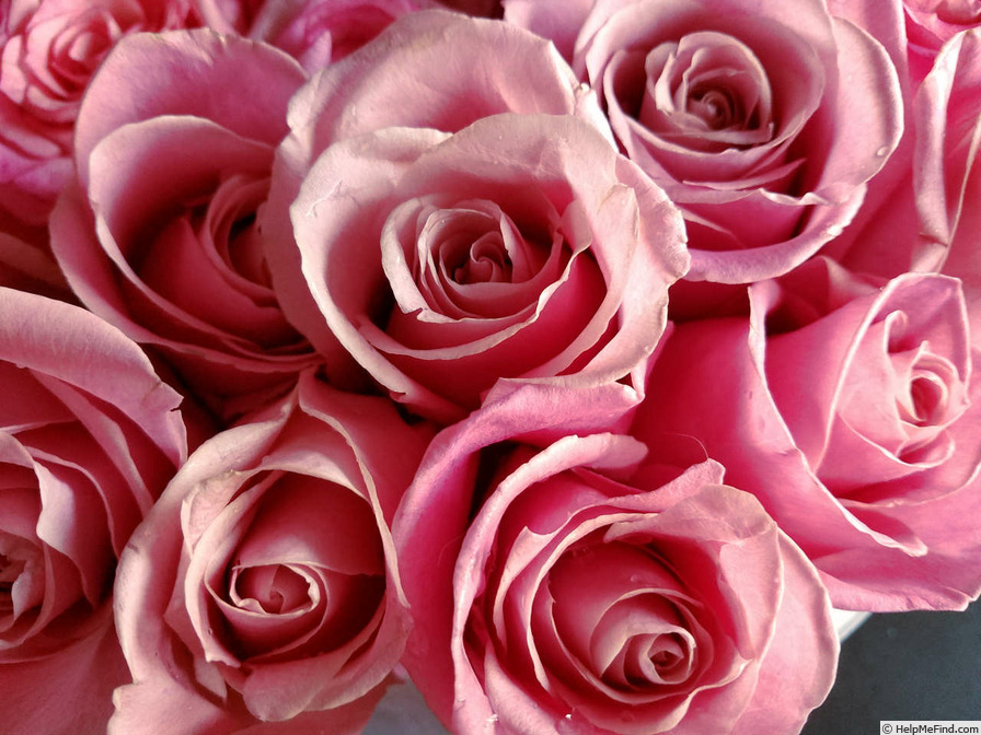 'Hermosa (florists rose, Lex before 2022)' rose photo
