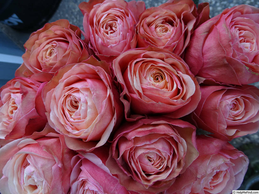'Kahala' rose photo