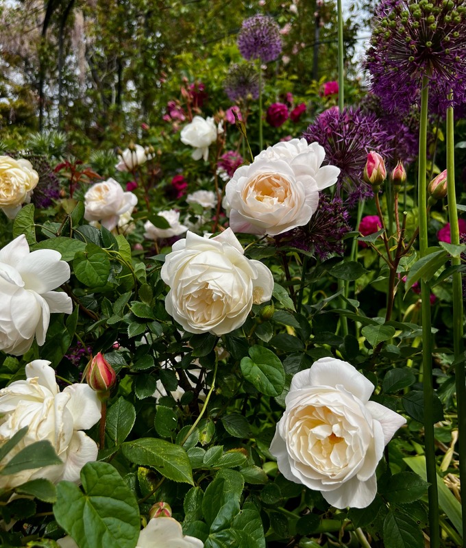 'Desdemona ® (Shrub, Austin 2015)' rose photo