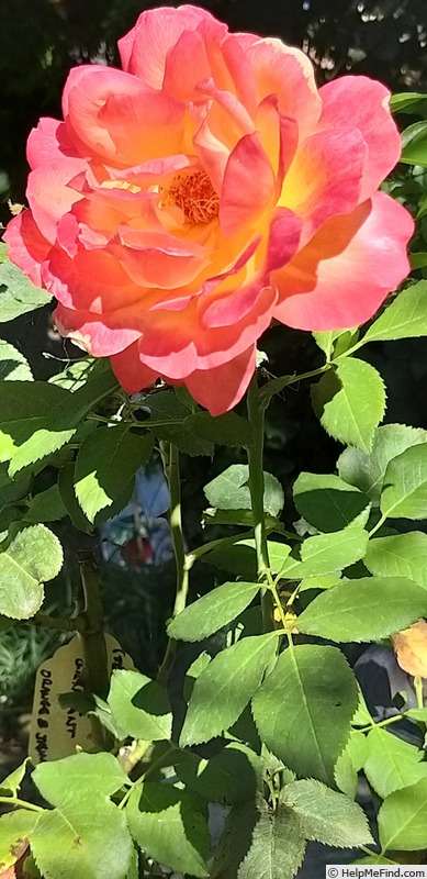 'Shining Beauty ®' rose photo