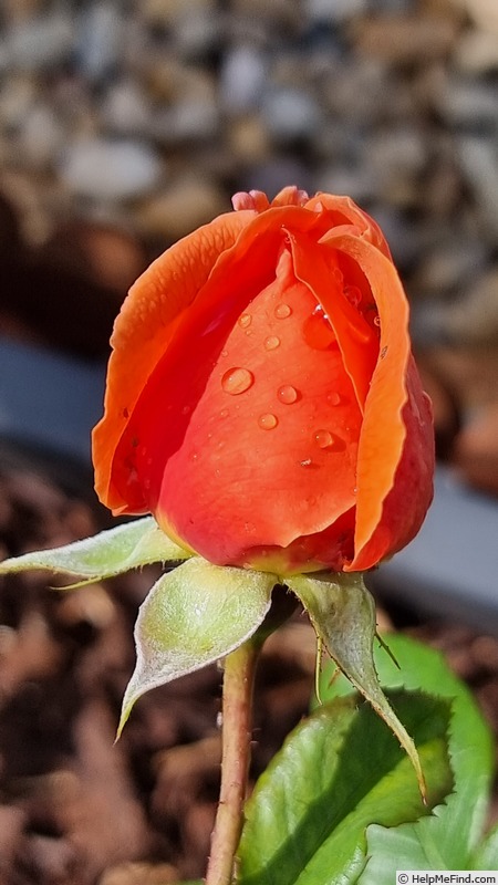 'Summer Song (shrub, Austin 2005)' rose photo
