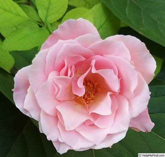 'Porcelaine d'Orient ®' rose photo