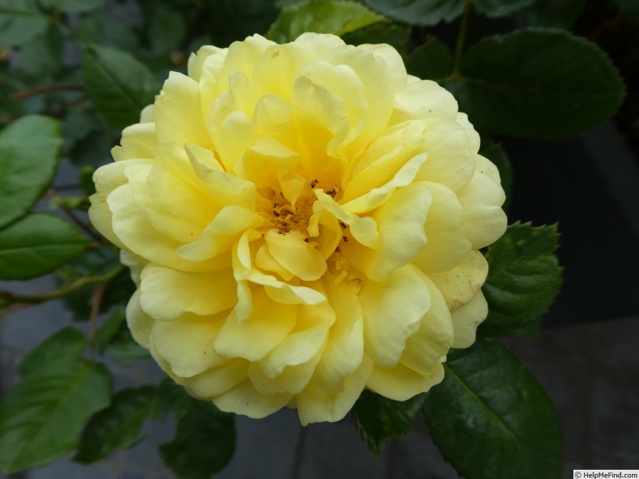 'Yellow Meilove ®' rose photo