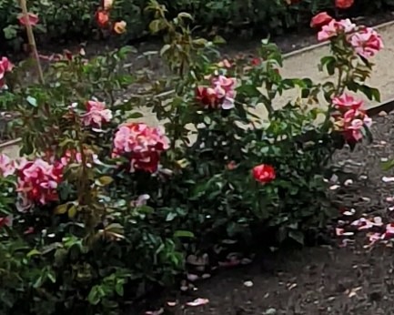 'Marburg800' rose photo