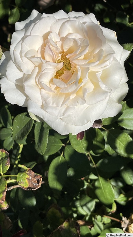 'Pearl of Niagara' rose photo