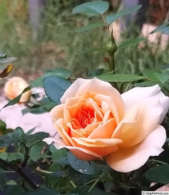 'Joie de Vivre (patio, Kordes 1997)' rose photo