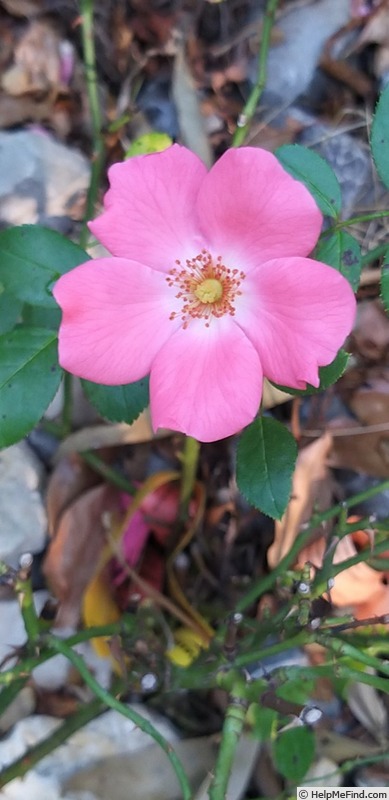 'Douceur Normande ®' rose photo