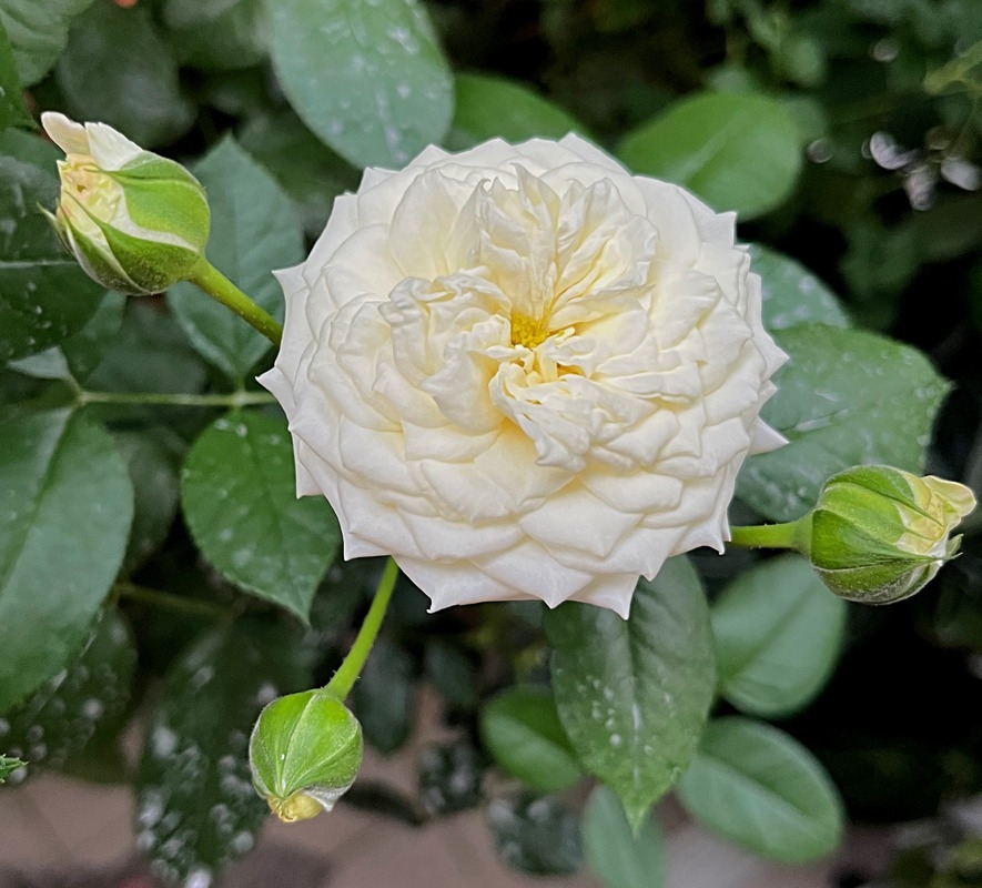 'Alabaster ® (floribunda, Evers/Tantau 2007)' rose, click to enlarge 'Alabaster ® (floribunda, Evers/Tantau 2007)' rose photo