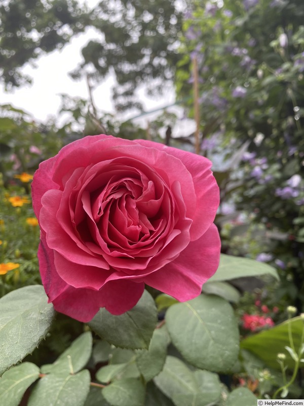 'Sweet Parfum de Provence' rose photo
