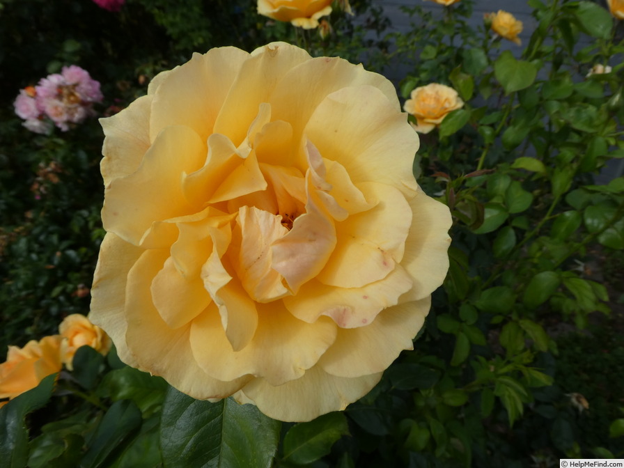 'Easy Going ™' rose photo