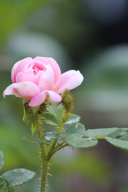 'Treasure Trail' rose photo