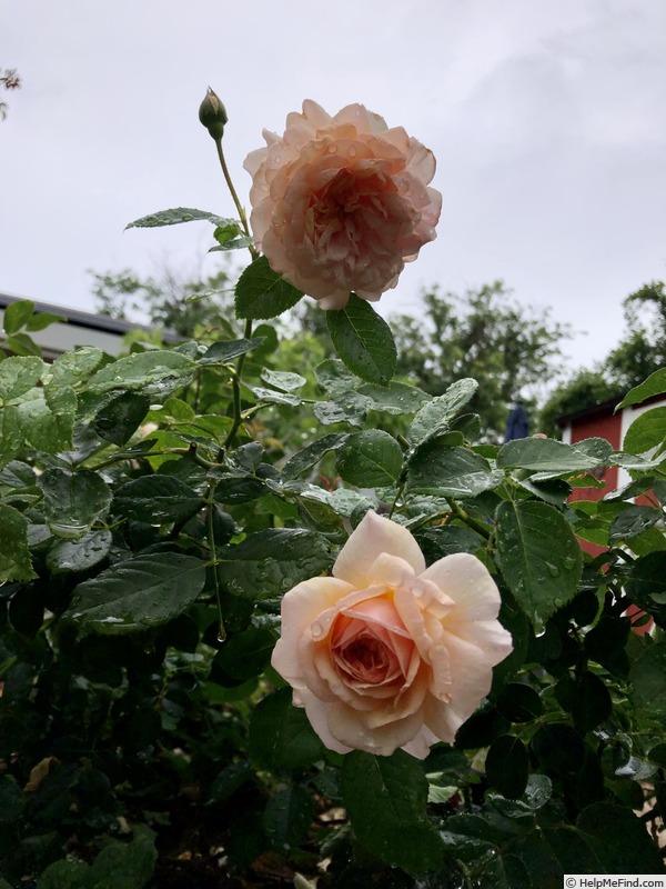 'Blessed Child' rose photo