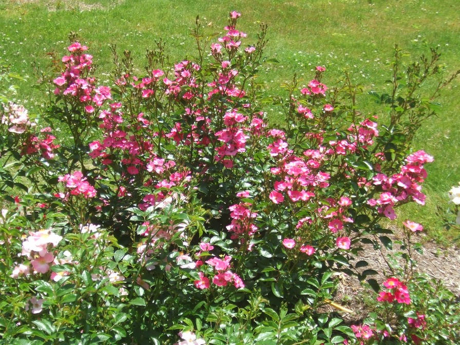 'Abigail Rose (shrub, Schroeck 2014)' rose photo